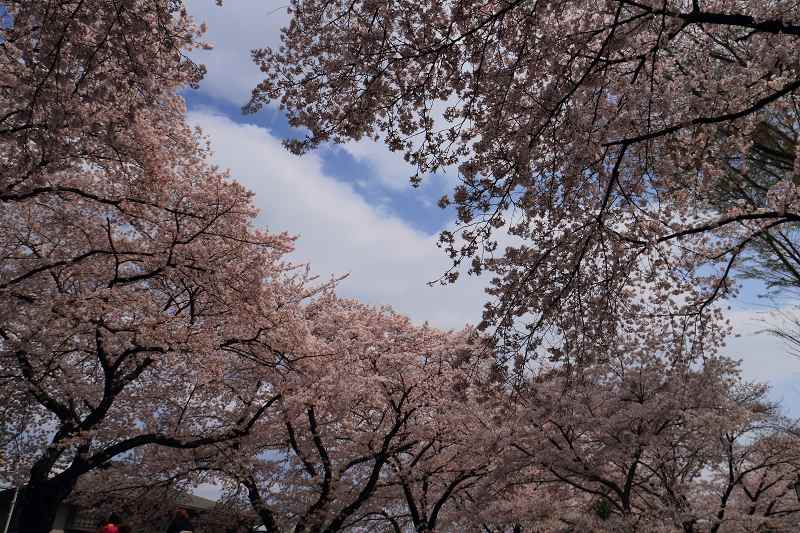 根川緑道の桜_f0044056_73767.jpg