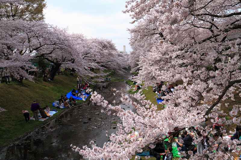 根川緑道の桜_f0044056_764637.jpg