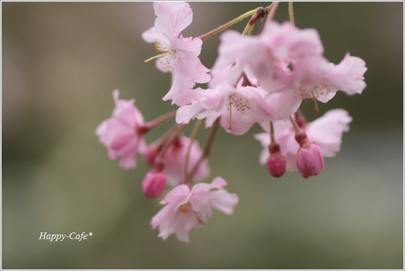 チュチュドレスのような花びら♪　～蓮花寺池公園の桜～_a0167759_20272549.jpg