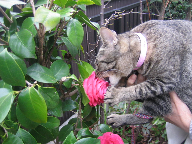 お花とめぐちゃん_b0027259_22313173.jpg