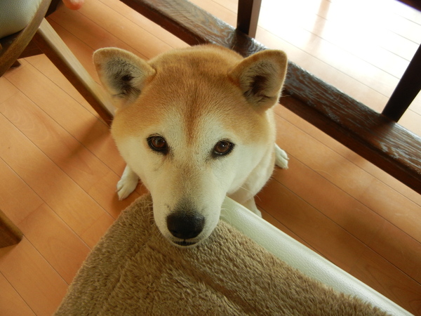 2011年4月13日(水)庭でもお散歩でも春真っ盛り!_f0060461_20235736.jpg