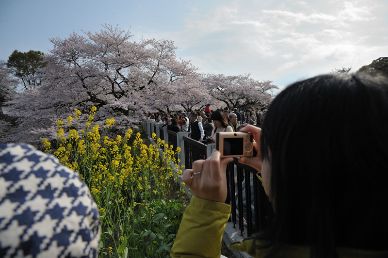 千鳥が淵　春模様　～２_f0079061_20442568.jpg