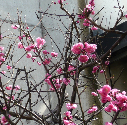梅が中庭で満開です_b0151262_0165969.jpg