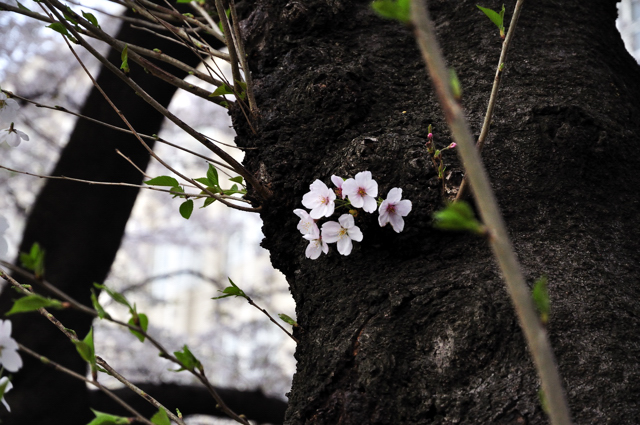 四ッ谷から市ヶ谷への外濠公園遊歩道の桜の続き_a0031363_4491666.jpg