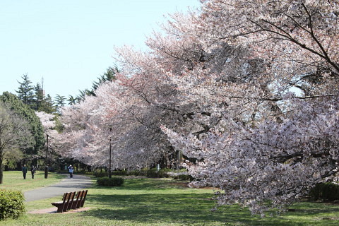 野川でお花見♪_a0128464_2210378.jpg