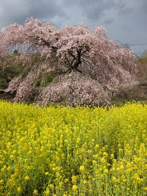 桜を追って伊豆へ_d0044965_22421912.jpg