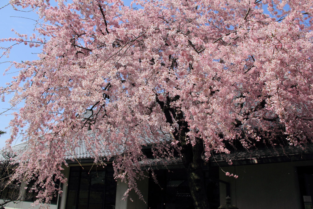 　　郷土館の枝垂桜_f0129465_5163336.jpg