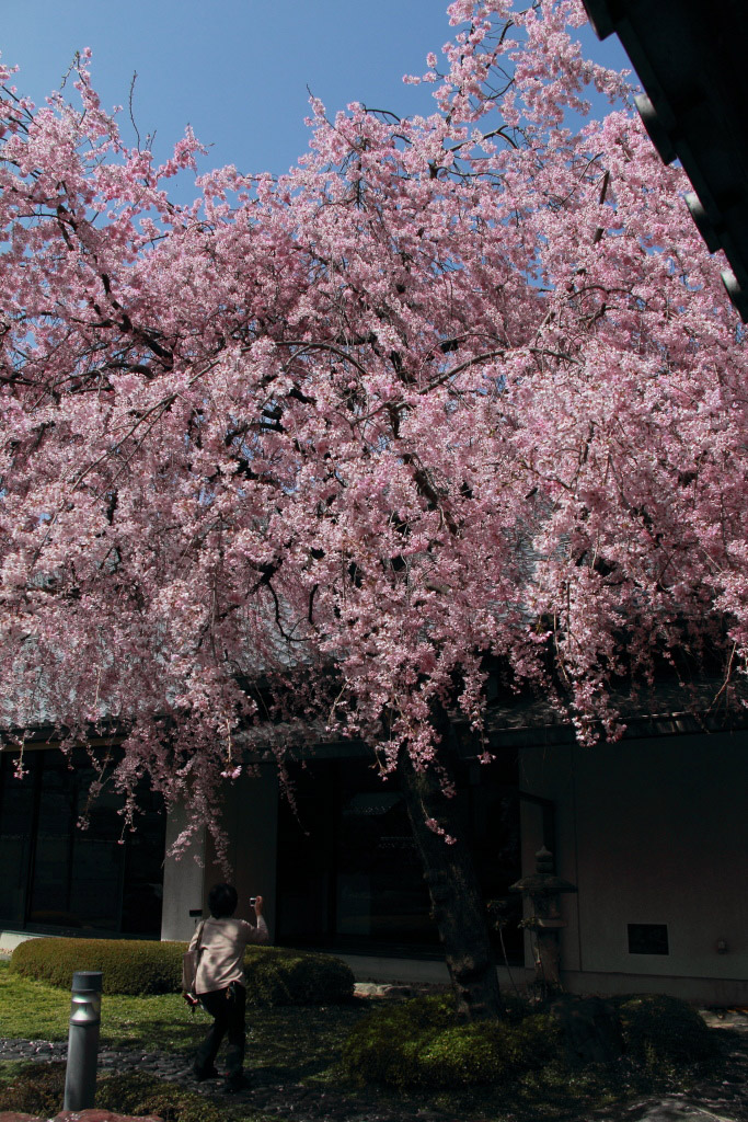 　　郷土館の枝垂桜_f0129465_516485.jpg