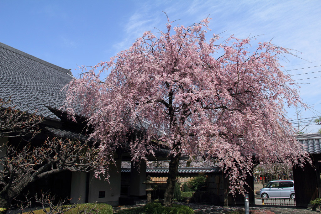 　　郷土館の枝垂桜_f0129465_517248.jpg