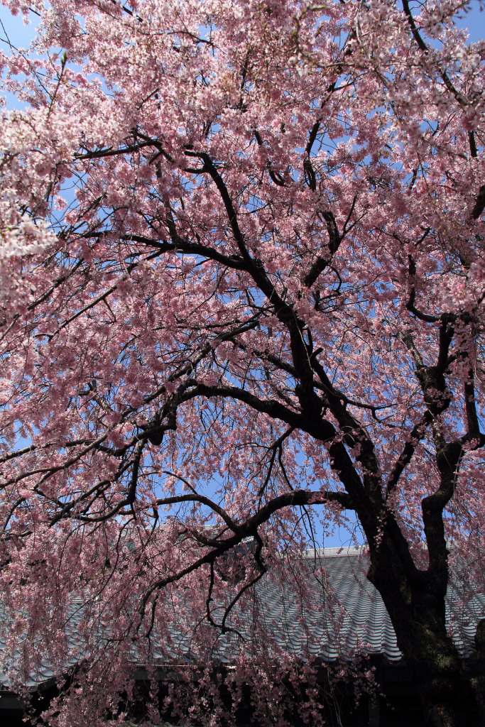 　　郷土館の枝垂桜_f0129465_5172876.jpg