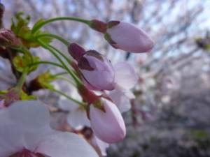 ＊＊２０１１春・桜＊＊_c0216472_102717100.jpg