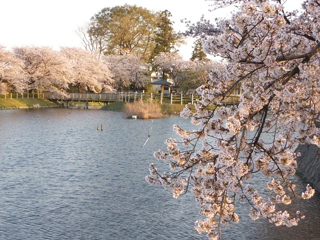 妙参寺沼親水公園 2011 (太田市新田大根町) 【桜】_b0004675_1540251.jpg