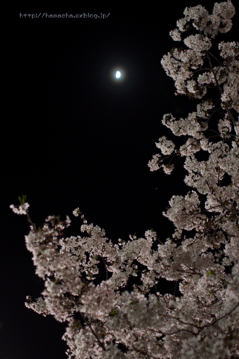 Cherry Blossoms in Night_c0158775_0322420.jpg
