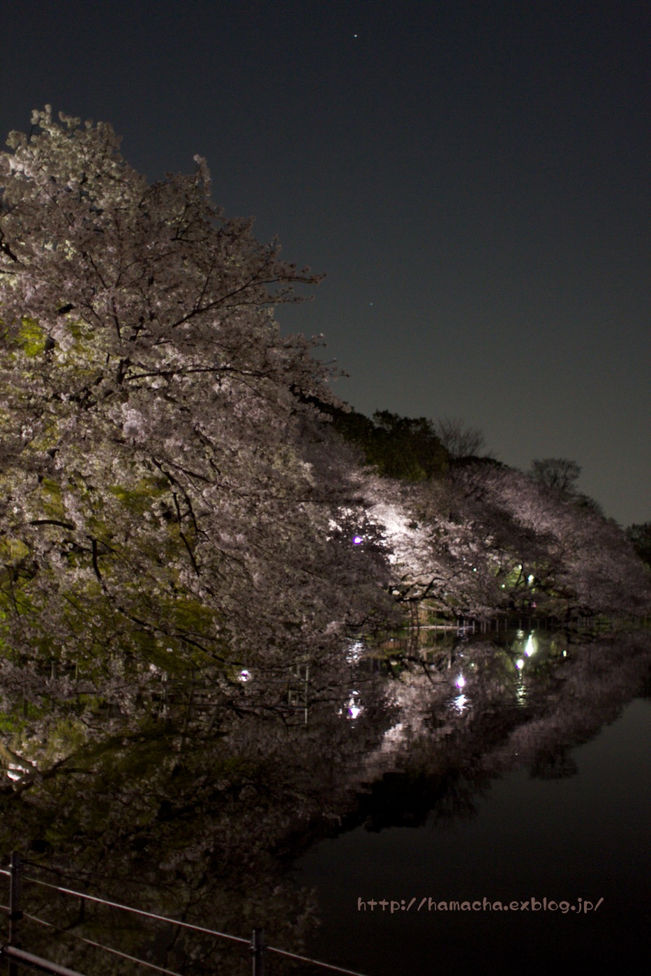 Cherry Blossoms in Night_c0158775_0324213.jpg