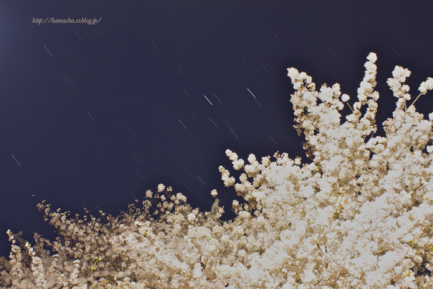 Stars and Cherry Blossoms_c0158775_22472232.jpg