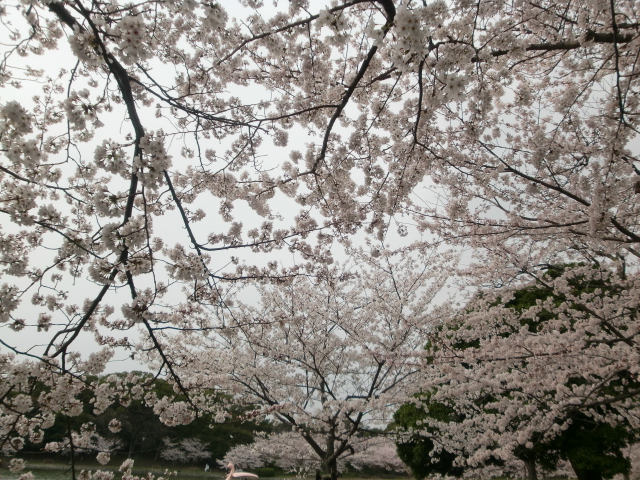 お花見～明石公園_a0123277_0203452.jpg