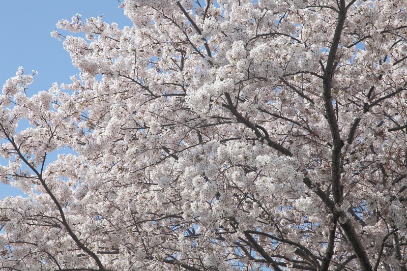 高円寺／横浜 20110412_b0017978_11394974.jpg