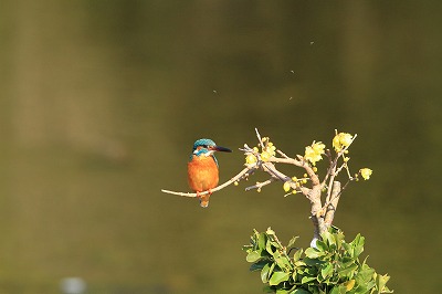 野鳥アルバム_b0047179_7111268.jpg