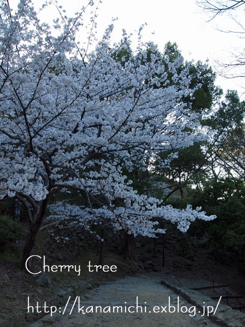 Cherry tree＊2011_a0143383_20462892.jpg