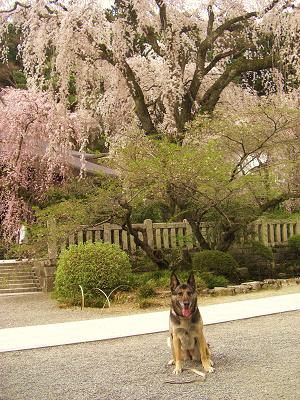 桜咲く_e0100584_23181162.jpg