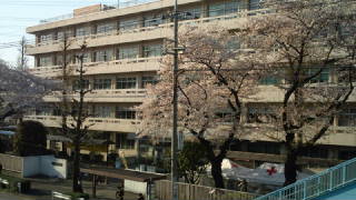 東京はいま桜が満開をやや過ぎたところです_e0130185_23275037.jpg