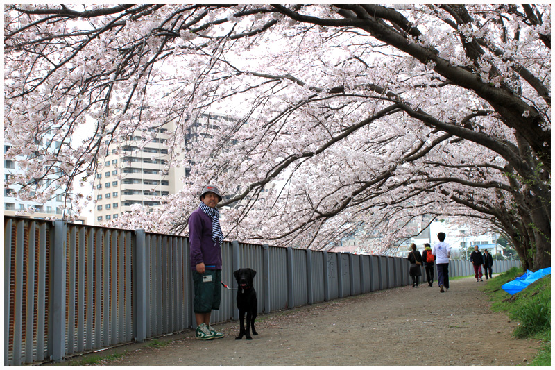 桜_e0231485_1131475.jpg