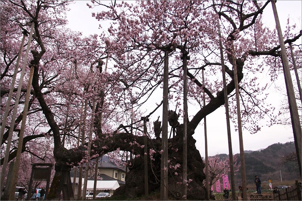 山高神代桜_d0130286_0105171.jpg