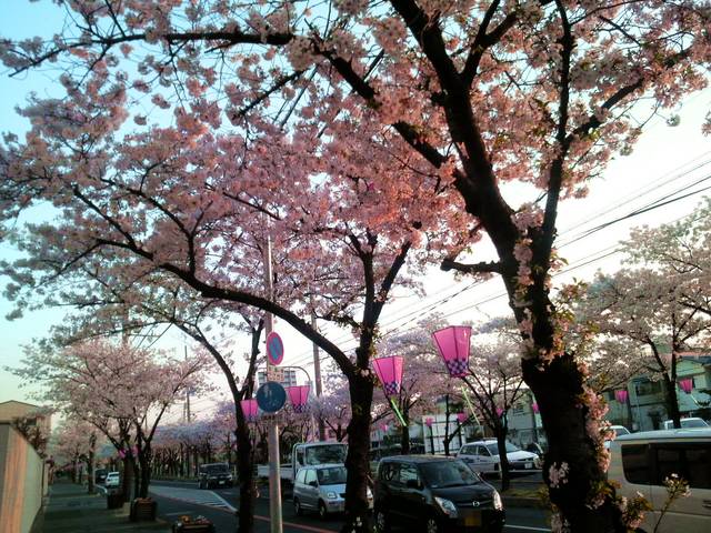 桜が咲いた、咲いた、咲いた_f0201488_1513034.jpg