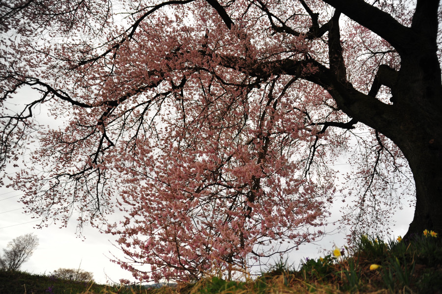 一本桜を見てきました。_d0228889_2125649.jpg