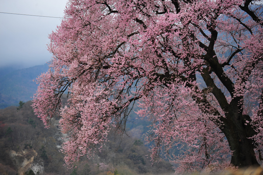 一本桜を見てきました。_d0228889_2126194.jpg