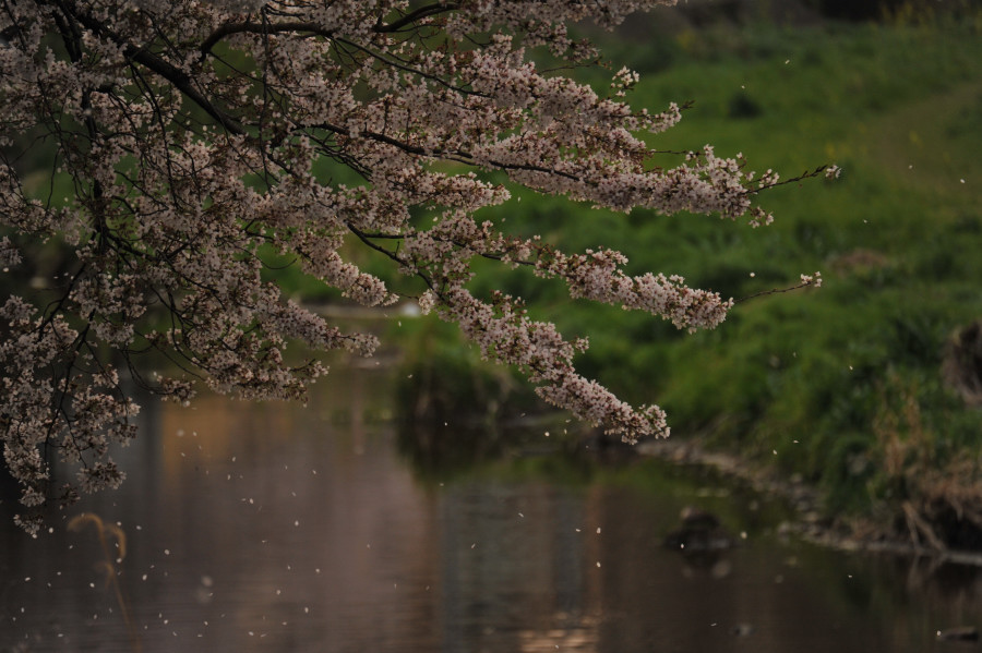 一本桜を見てきました。_d0228889_21323370.jpg