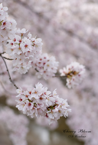 Cherry Bloom_b0213791_1265671.jpg