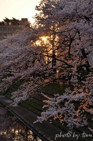 富山散歩～県東部143～春の日暮し松川「桜三昧」1_b0155692_20164946.jpg