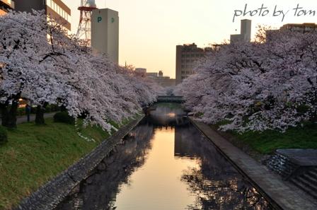 富山散歩～県東部143～春の日暮し松川「桜三昧」1_b0155692_2016542.jpg