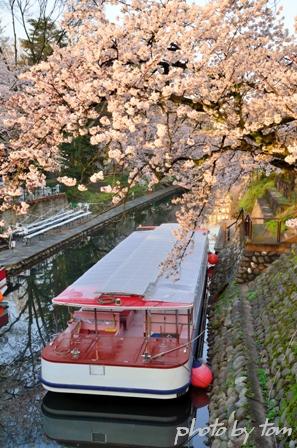 富山散歩～県東部143～春の日暮し松川「桜三昧」1_b0155692_2028274.jpg