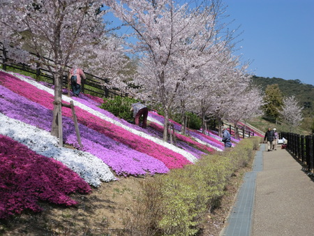 ふるさと公園の芝桜が見ごろ_b0205192_1451312.jpg