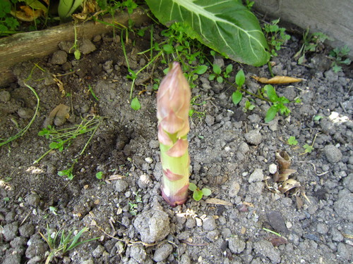 アスパラ_f0204295_17292030.jpg