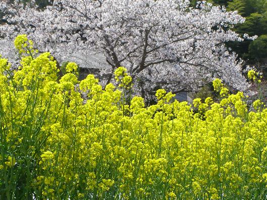 田園の憂鬱_b0212396_2036593.jpg