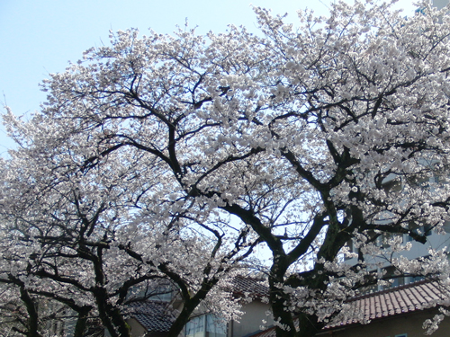 金沢の桜_e0131399_03732.jpg