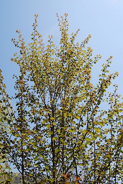 c0124100_23445688.jpg
