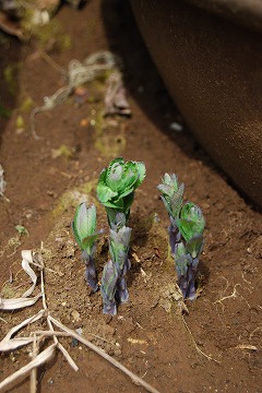 c0124100_23455461.jpg