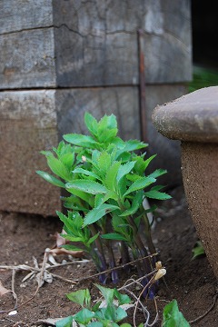 芽吹き～新緑へ_c0124100_2346665.jpg