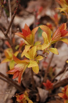 c0124100_23471156.jpg