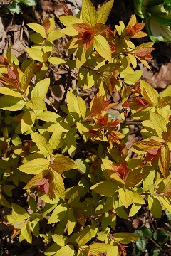 芽吹き～新緑へ_c0124100_23472476.jpg