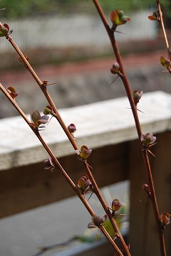 c0124100_2348285.jpg