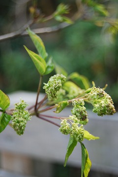 芽吹き～新緑へ_c0124100_2351650.jpg