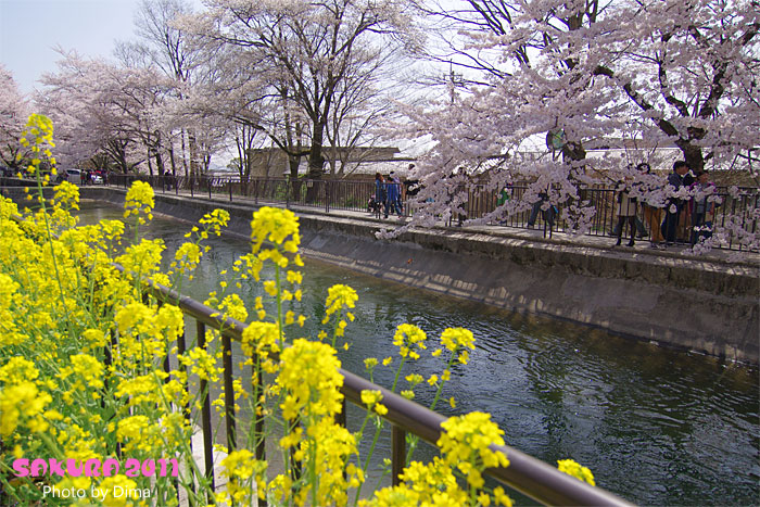 < SAKURA 2011 in 山科疎水 >_c0183700_23502919.jpg