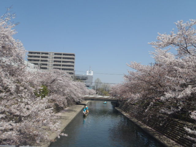 桜三昧_a0121502_1593335.jpg