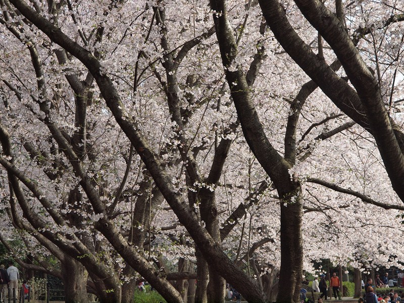 大庭城址公園の桜　2011/04/10_a0114003_21411141.jpg