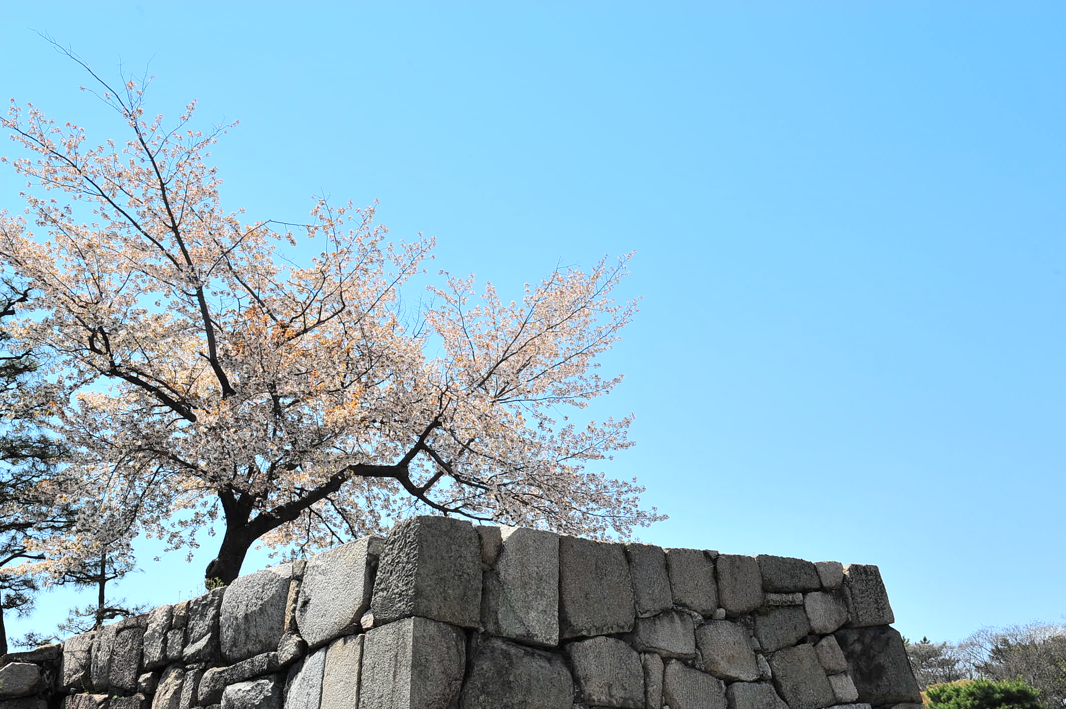 京都桜撮影2011・二条城_d0182403_1637252.jpg